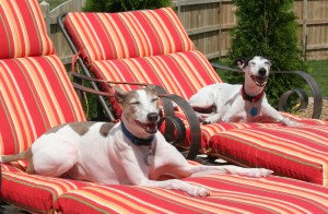 Vintek Boys Laughing - 1