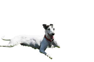 Vinny Doggie - Dia-Treaties